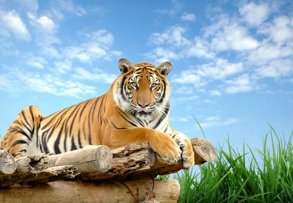 Tigre de bengala — Fotografia de Stock