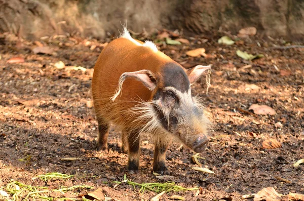 Red river hog, african wild life Stock Picture