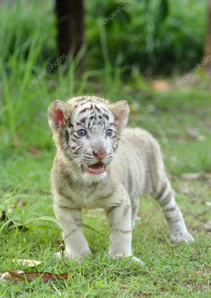bebê branco bengala tigre fotografias de stock anankkml 28283653