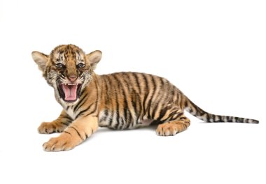 Bebek bengal kaplanı