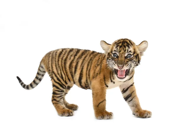 Baby Bengaalse tijger — Stockfoto