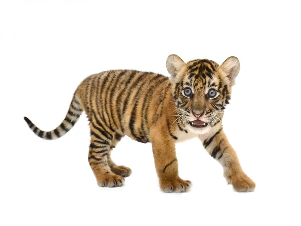 Babybengal-Tiger — Stockfoto