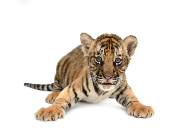 Bebé tigre de bengala — Foto de Stock