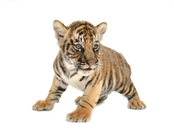 Tigre de bengala bebê — Fotografia de Stock