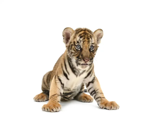 Bebek bengal kaplanı