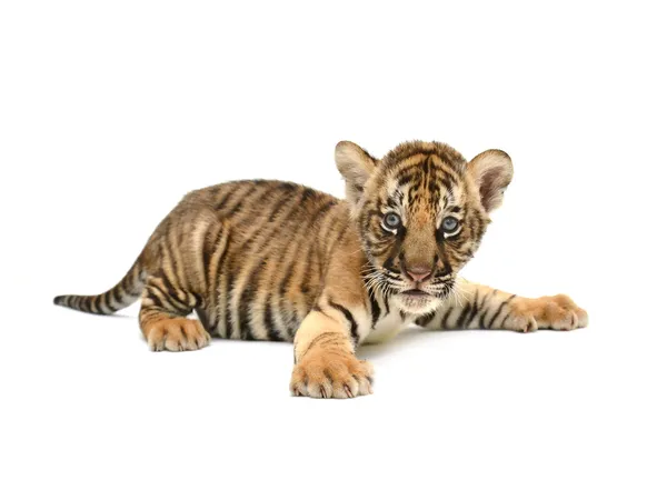 Babybengal-Tiger — Stockfoto