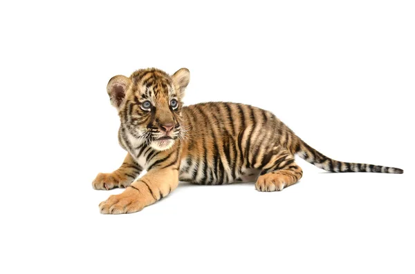 Bebé tigre de bengala — Foto de Stock