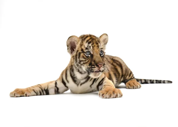 Bebé tigre de bengala — Foto de Stock