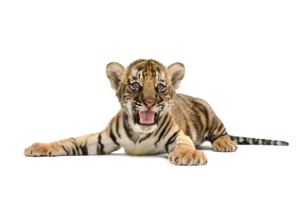 Бенгальский тигр — стоковое фото