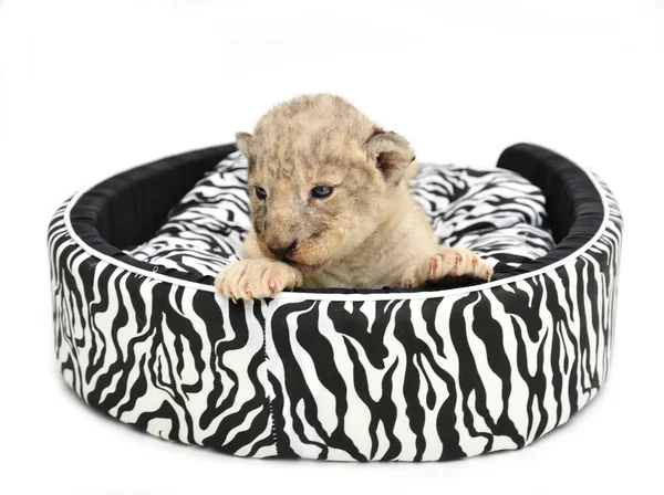 Baby lion lying on mattress — Stock Photo, Image