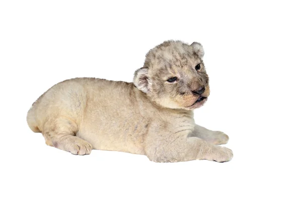 Leão bebé isolado — Fotografia de Stock
