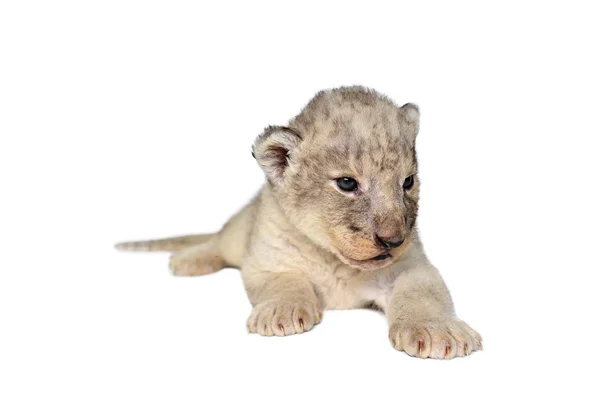 Leão bebé isolado — Fotografia de Stock