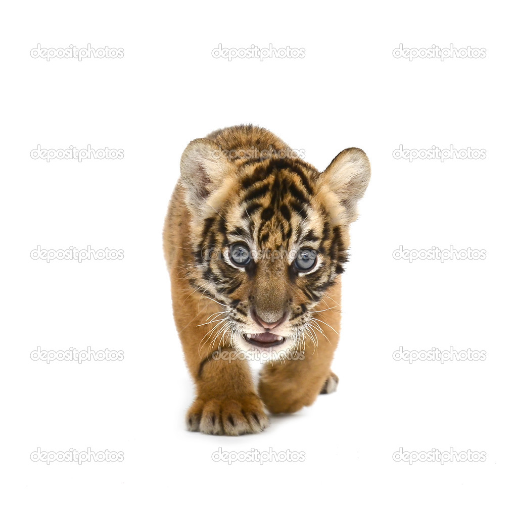Chat Bengal Blanc Bebe