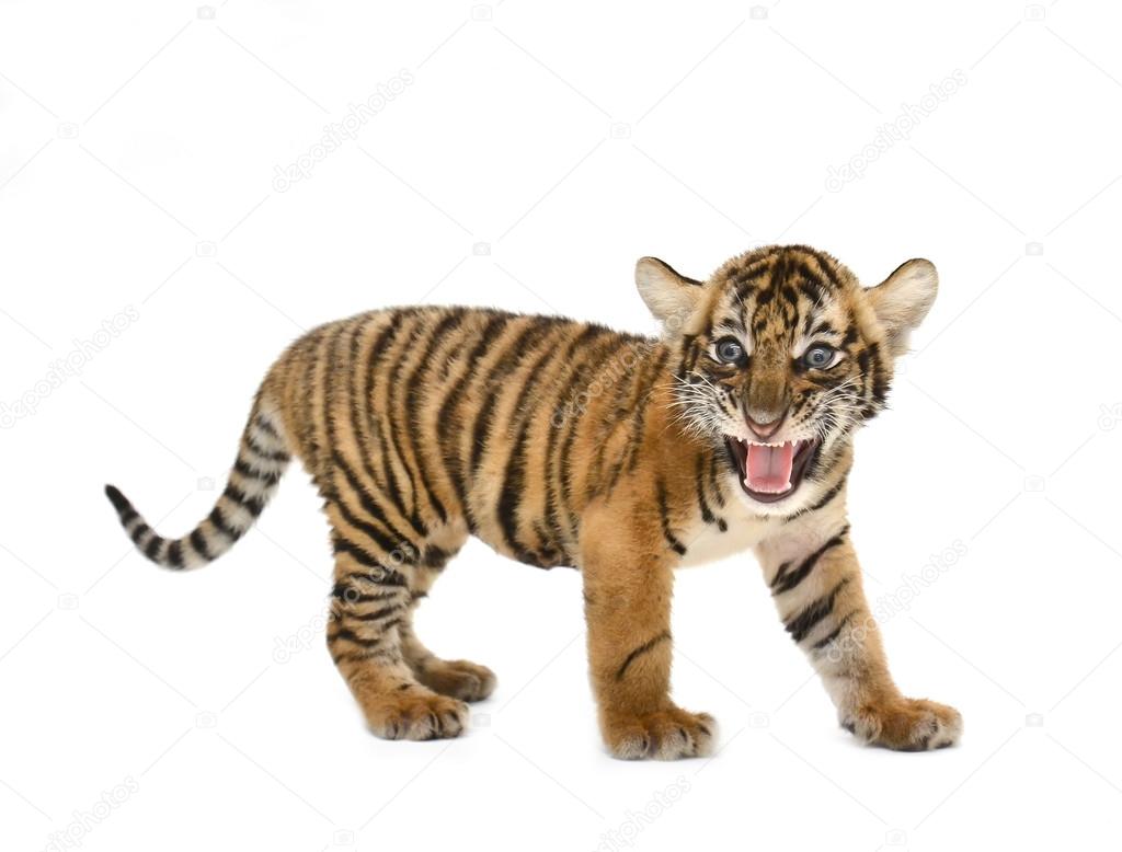 Bebe Tigre Du Bengale Image Libre De Droit Par Anankkml C
