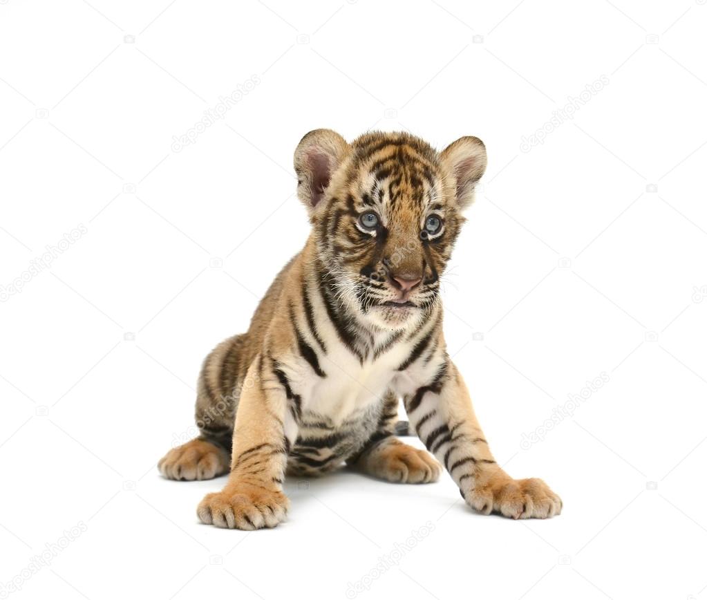 Bebe Tigre Du Bengale Image Libre De Droit Par Anankkml C