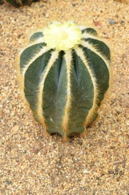 parodia magnifica