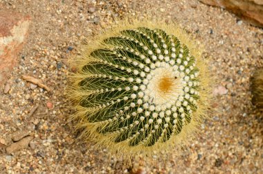 parodia claviceps