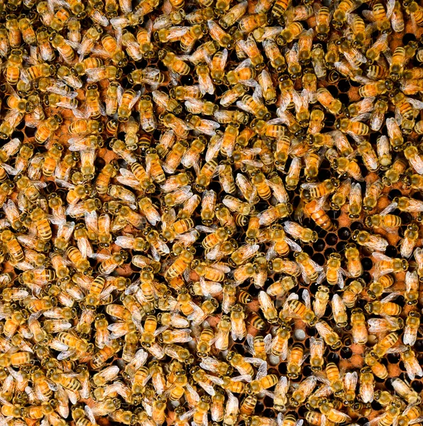 मधमाशी — स्टॉक फोटो, इमेज