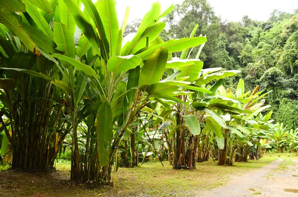 Jardim de banana — Fotografia de Stock