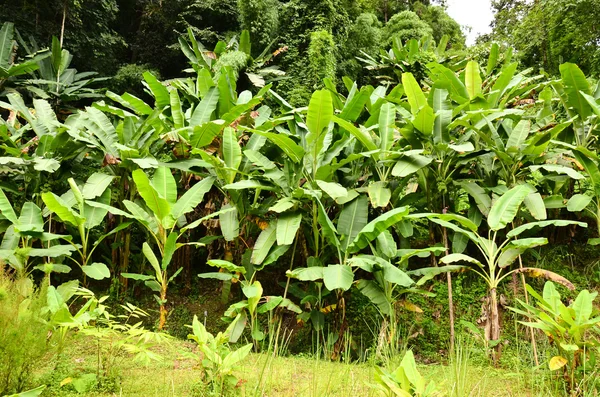 Banana garden — Stock Photo, Image