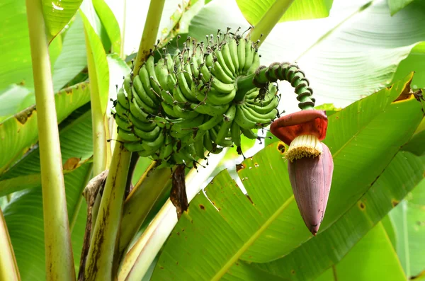 Banana garden — Stock Photo, Image