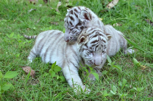 Bebé tigre blanco —  Fotos de Stock