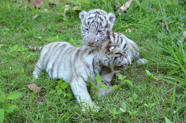 Bebé tigre blanco — Foto de Stock