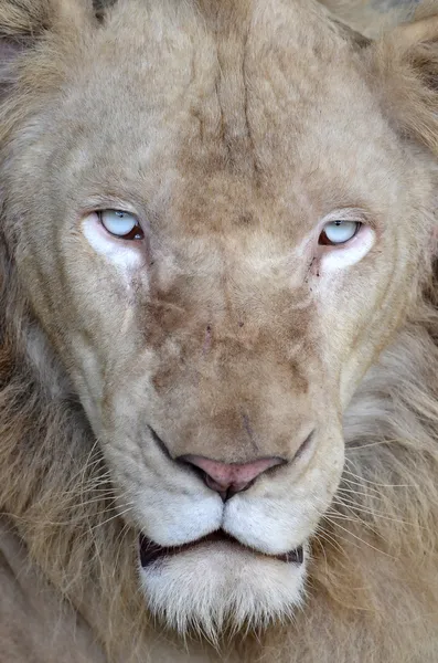 Männlicher weißer Löwe — Stockfoto