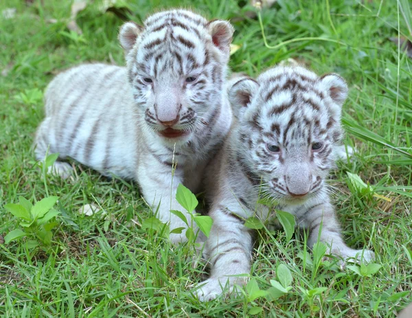 Dziecko biały tygrys — Zdjęcie stockowe