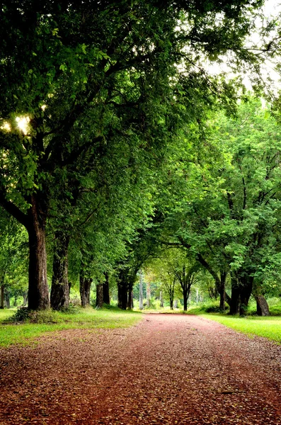 Road in a garden — Stock Photo, Image