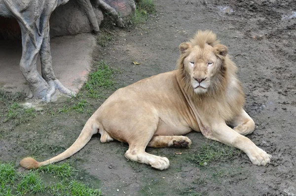 Mężczyzna lew biały — Zdjęcie stockowe