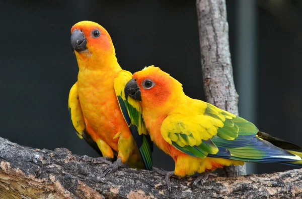 Sun Conure — Stock Photo, Image