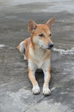 yerli Tay köpek