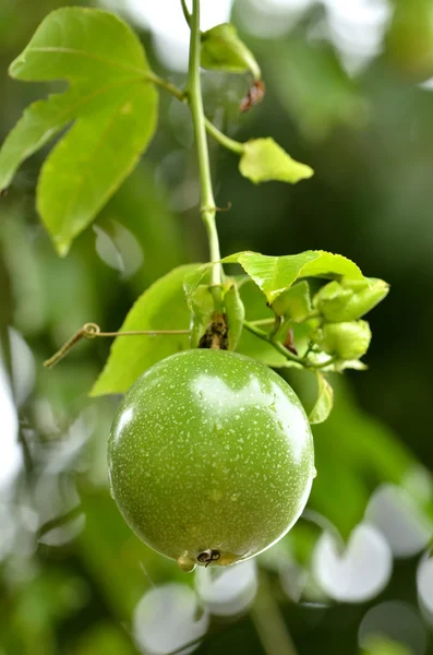 Passion fruit — Stock Photo, Image