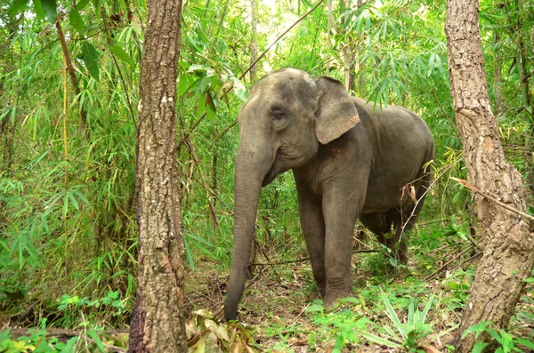 Azië olifant — Stockfoto