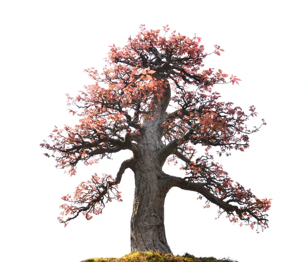 Bonsai isolato — Foto Stock