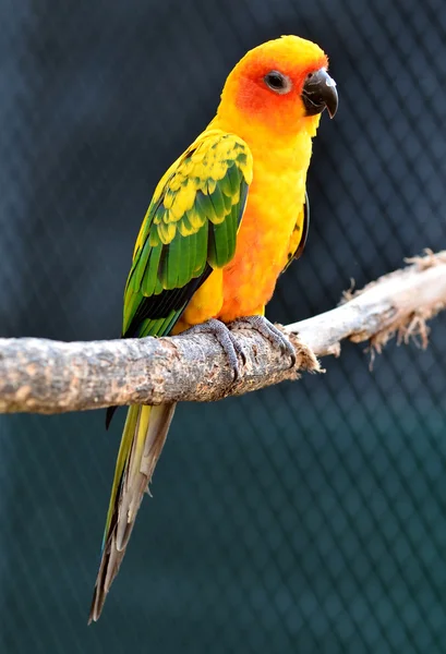 Słońce conure papuga — Zdjęcie stockowe