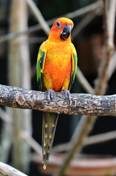 Słońce conure papuga — Zdjęcie stockowe