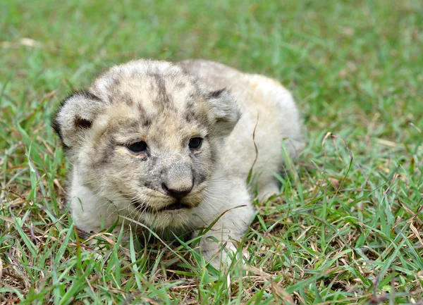 Baby lion — Stock Photo, Image