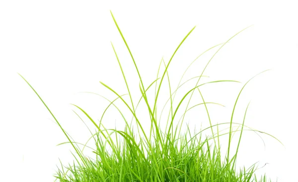 Зелена трава, ізольовані — стокове фото