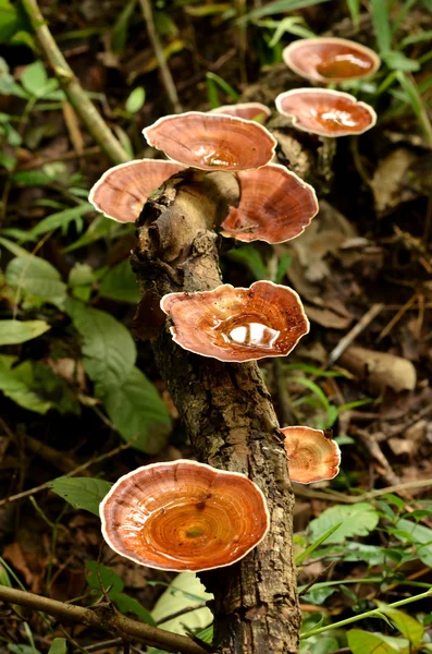 Cogumelo — Fotografia de Stock