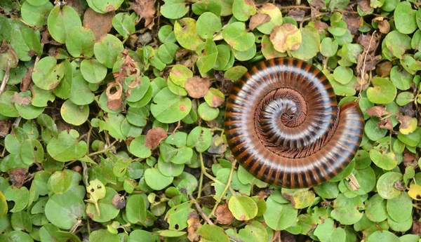 Millipede — Stock Photo, Image