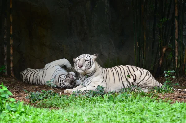 Tigre bianca — Foto Stock