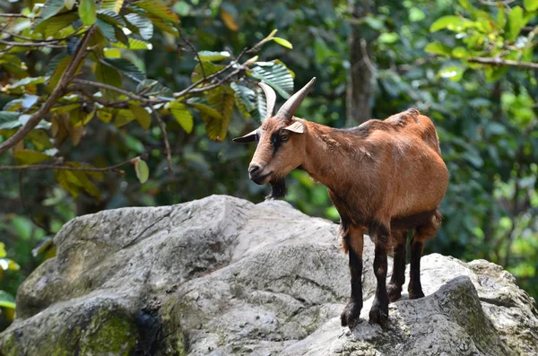 Goat — Stock Photo, Image