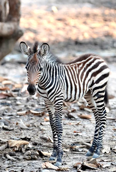 Bebek zebra — Stok fotoğraf