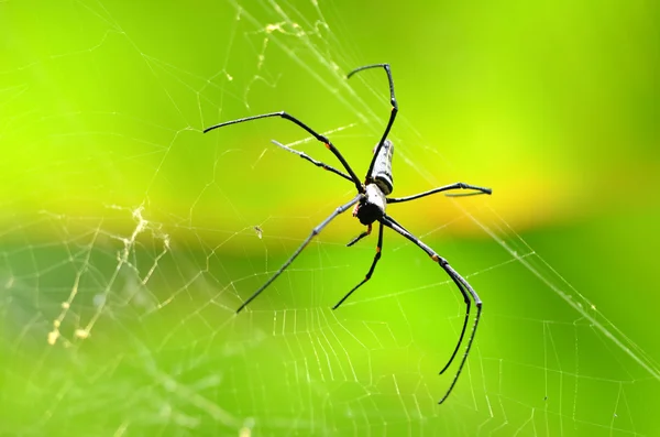 Гигантский золотой шар паука — стоковое фото