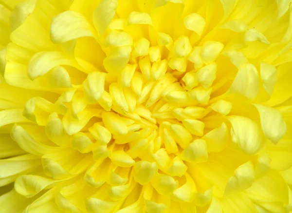 Chrysanthème — Photo