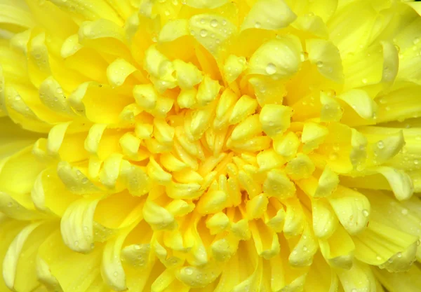 Colore giallo crisantemo — Foto Stock