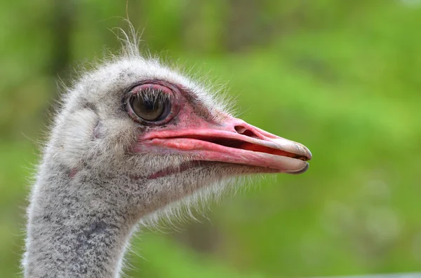 Ostrich head — Stock Photo, Image