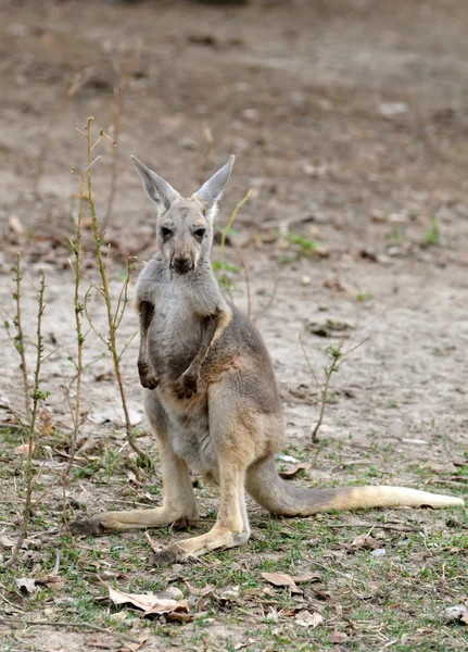 Gray kangaroo — Stock Photo, Image
